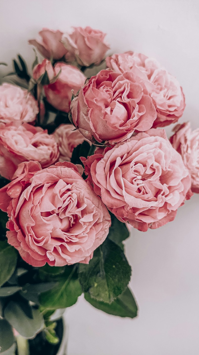 Close detail of pink garden roses