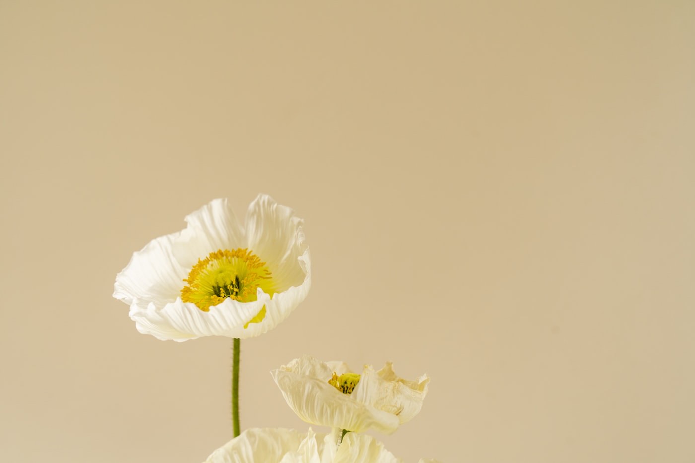 A single white poppy for a memorial table
