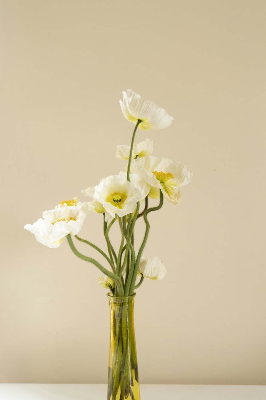 A single white poppy stem