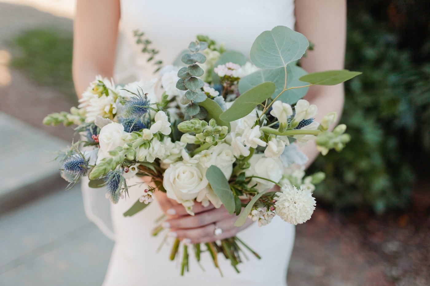 Peach garden roses in close detail